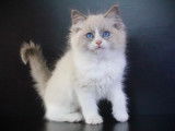 Magnifiques chatons Ragdoll LOOF mink et traditionnels
