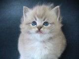 Magnifiques chatons Ragdoll LOOF mink et traditionnels