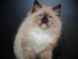 Magnifiques chatons Ragdoll LOOF mink et traditionnels