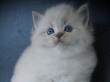 Magnifiques chatons Ragdoll LOOF mink et traditionnels