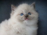 Magnifiques chatons Ragdoll LOOF mink et traditionnels
