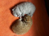 Chatons British Shorthair LOOF à vendre