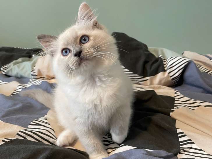 Chatonne Ragdoll blue tortie point mitted à vendre