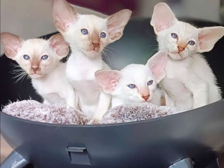 Chatons Siamois à vendre