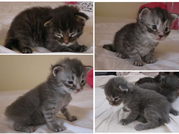 Chatons Maine Coon à vendre