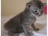 Apollon, mâle, blue silver blotched tabby, *20/04/2025