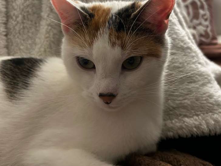 Petite chatte de 1 an stérilisée à donner