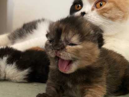 Port&eacute;e pr&eacute;c&eacute;dente de Ruby et Evee