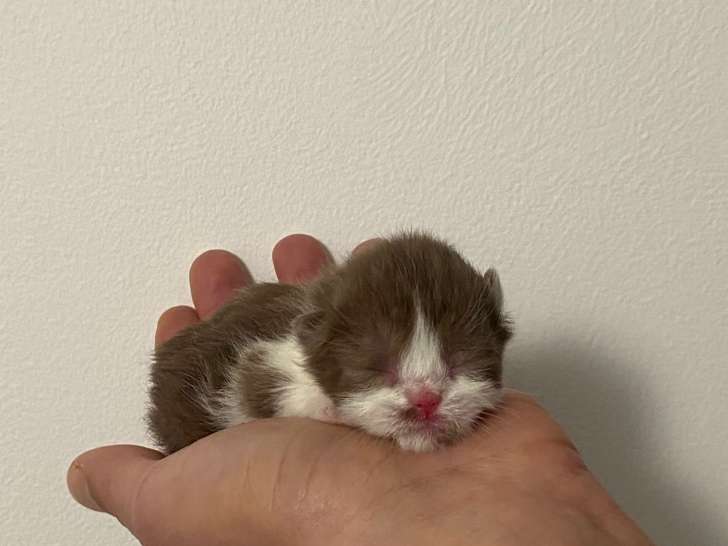 Magnifiques chatons British Shorthair et Scottish bient&ocirc;t disponible