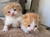 Magnifiques chatons British Shorthair et Scottish bientôt disponible
