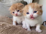 Magnifiques chatons British Shorthair et Scottish bientôt disponible