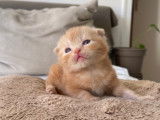Magnifiques chatons British Shorthair et Scottish bientôt disponible
