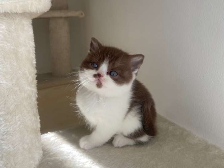 Magnifiques chatons British Shorthair et Scottish bientôt disponible