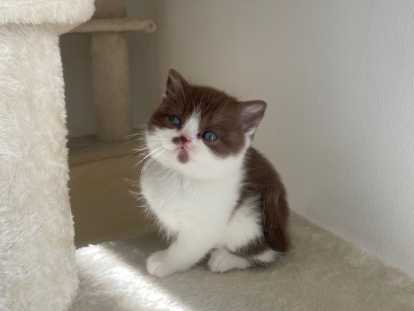 Magnifiques chatons British Shorthair et Scottish bientôt disponible