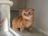 Magnifiques chatons British Shorthair et Scottish bientôt disponible