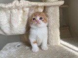 Magnifiques chatons British Shorthair et Scottish bientôt disponible