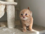 Magnifiques chatons British Shorthair et Scottish bientôt disponible