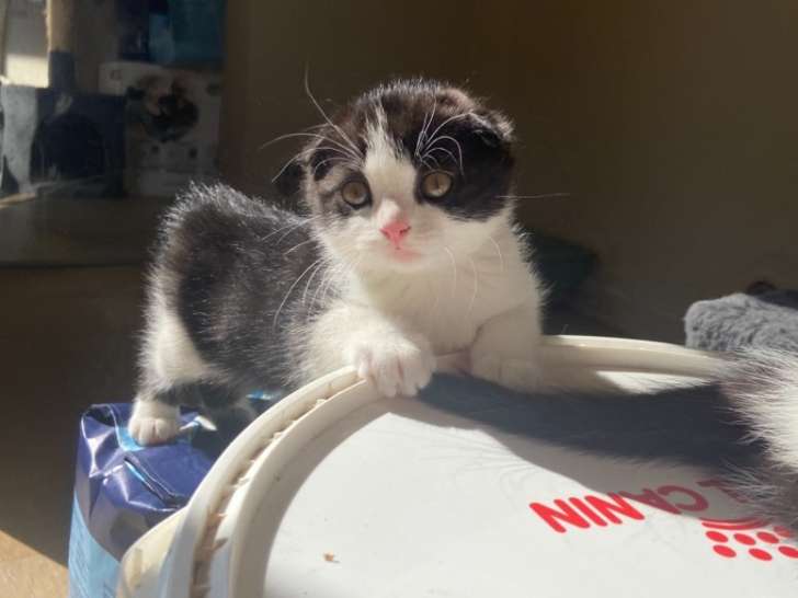 Adorables chatons Scottish Fold et Straight à vendre