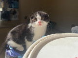Adorables chatons Scottish Fold et Straight à vendre