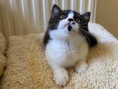 Adorables chatons Scottish Fold et Straight à vendre