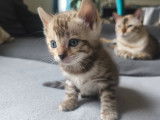 Chatons Bengal avec pedigree à vendre