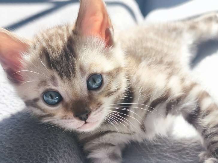 Chaton Bengal avec pedigree à vendre