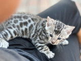 Chatons Bengal disponibles