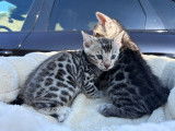 Chatons Bengal disponibles