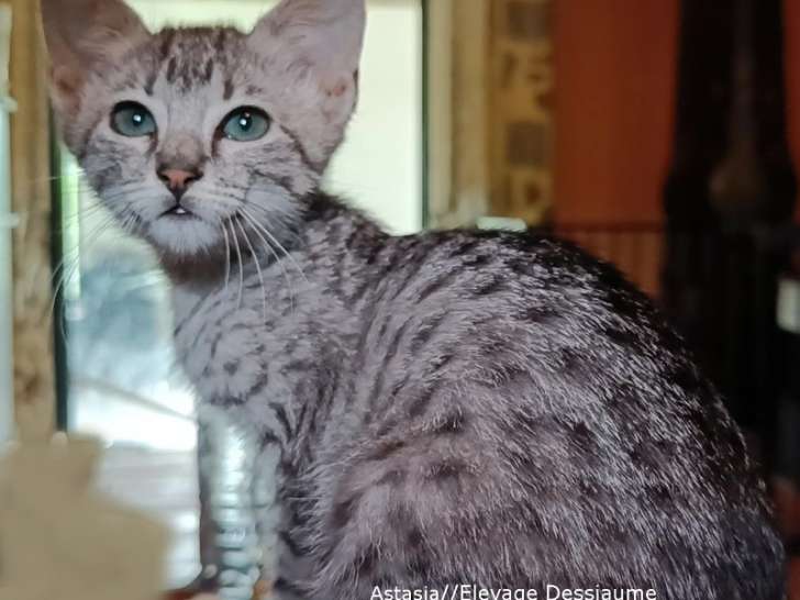 Chatonnes Mau Égyptien à vendre