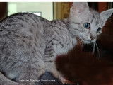 Chatonnes Mau Égyptien à vendre
