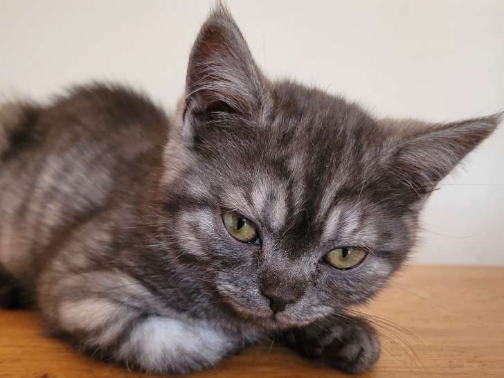 Chaton de  type British Shorthair à vendre