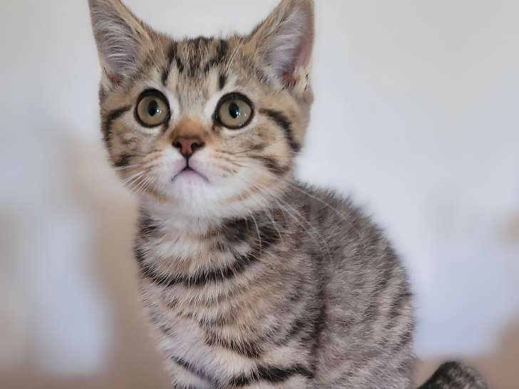 Chaton British Longhair à vendre