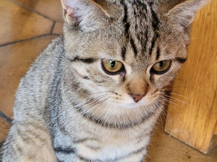 Chaton British shorthair à vendre