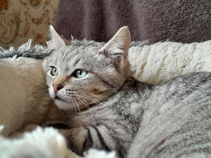 Whitty, jeune chatte à adopter