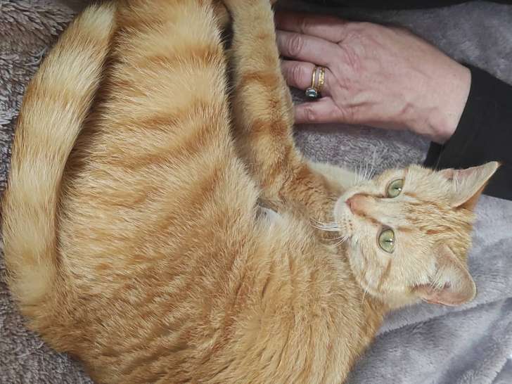 Améthyste, jeune chatte à adopter