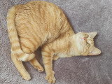 Améthyste, jeune chatte à adopter