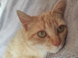 Améthyste, jeune chatte à adopter