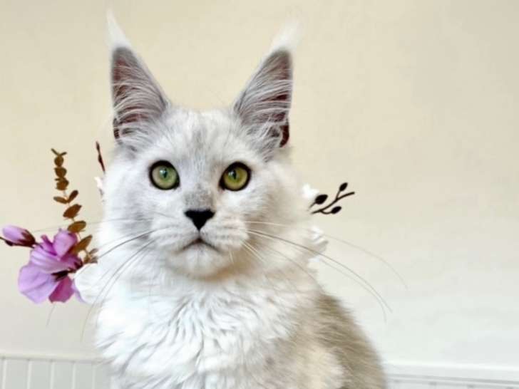 Mâle Maine Coon high disponible pour saillie