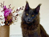 Mâle Maine Coon LOOF disponible pour saillie