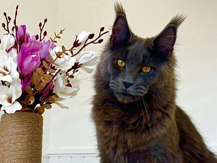 Mâle Maine Coon LOOF disponible pour saillie