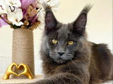 Mâle Maine Coon LOOF disponible pour saillie