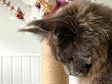 Mâle Maine Coon LOOF disponible pour saillie