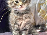 Magnifiques chatons Maine Coon LOOF à vendre