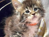 Magnifiques chatons Maine Coon LOOF à vendre