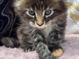 Magnifiques chatons Maine Coon LOOF à vendre