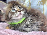 Magnifiques chatons Maine Coon LOOF à vendre