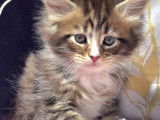 Magnifiques chatons Maine Coon LOOF à vendre