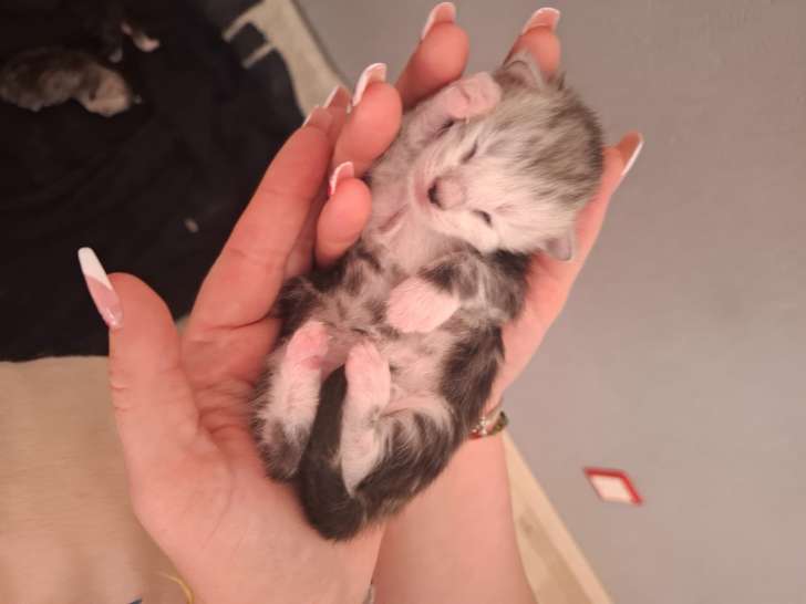 Aria femelle Maine coon's née le 7 mai 2025