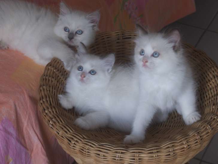 Adorables chatons Ragdoll LOOF à vendre