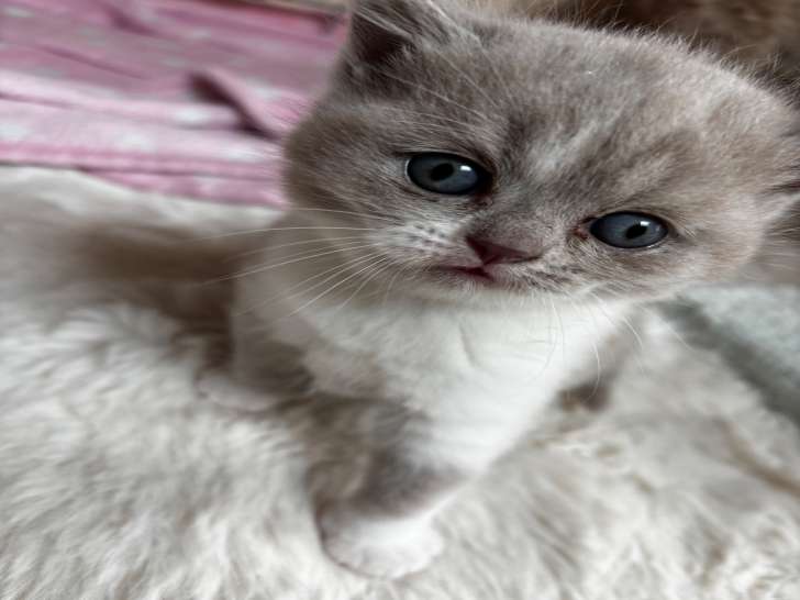 Chatons British Shorthair à vendre